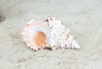 Obraz na płótnie Canvas Photo shells on the sea sand