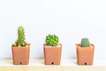 Three potted cactus