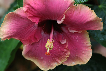 Hibiscus