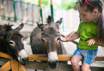 Kleine jongen en burro in dierentuin
