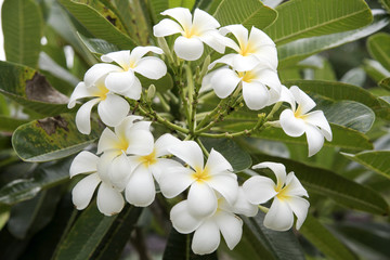 Plumeria flowers are fragrant and beautiful 