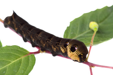 Elephant Hawk moth caterpillar.
Caterpillar of an Elephant Hawk moth on a plant.