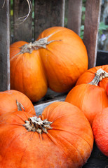 Big mix of Halloween pumpkins, fall