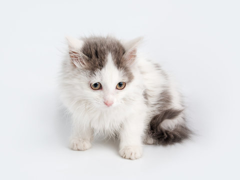 gray kitten sitting on white background