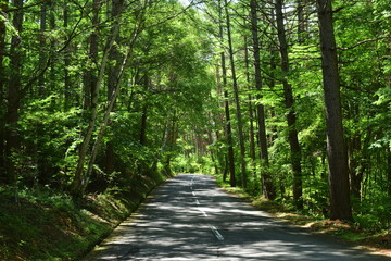 Road in the forest　林道