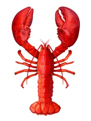 Tuinposter Lobster Isolated © freshidea