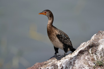 Cormoran