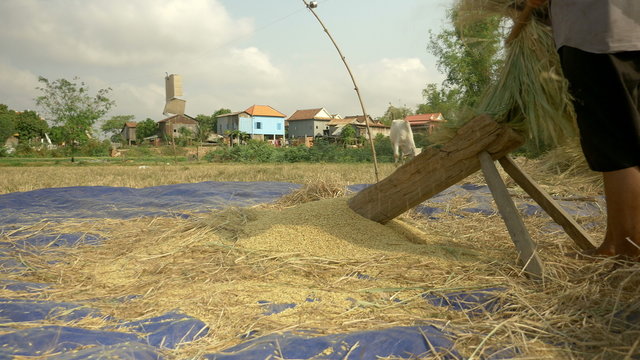 Rice threshing: close-up of a farmer beating rice straws by hand on a slotted wooden platform to separate the grain from the panicle