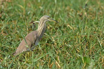 crabier chevelu