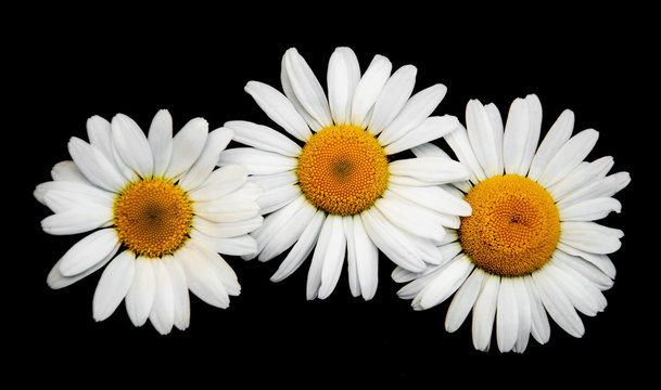 Fototapeta Chamomiles on a black