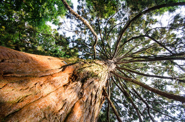 Giant redwood tree :)