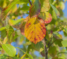 Red, orange, and yellow leaf in the middle of summertime.