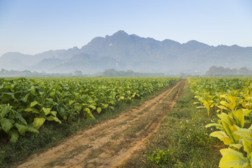 Beautiful road in the tobacco fields with mountain background