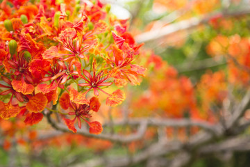 Vibrant colors of the flame tree