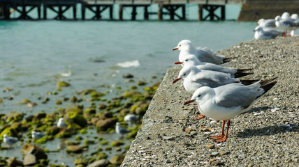 Obraz premium Möwen warten am Ufer