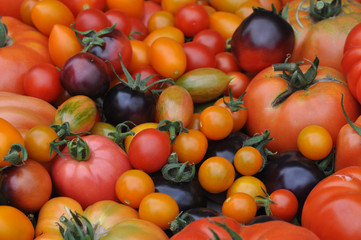 Alte Tomatensorten
