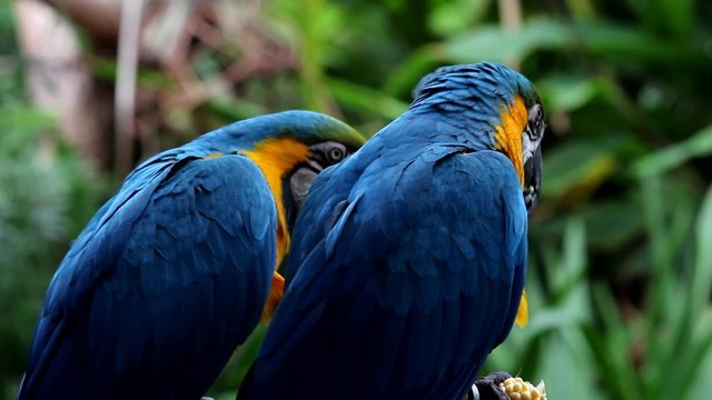 Guacamayo azul-amarillo en la reserva zoologica. Argentina..
Guacamayo azul-amarillo, dos tomas diferentes en un archivo de v&iacute;deo