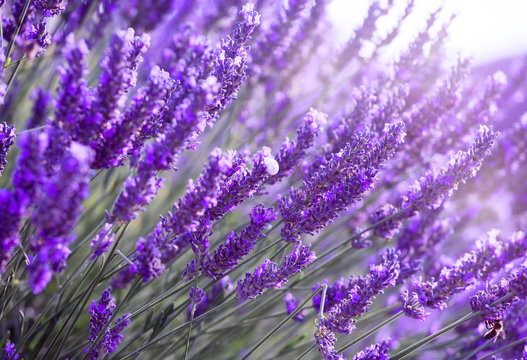 Bunches of lavender flowers