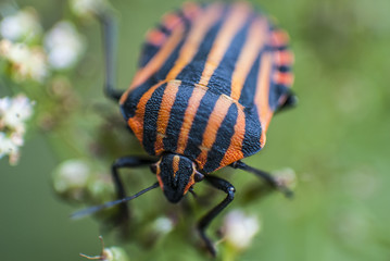 Strojnica baldaszkówka, Graphosoma lineatum, Macro  © DawidDobosz