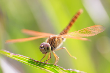 dragonfly