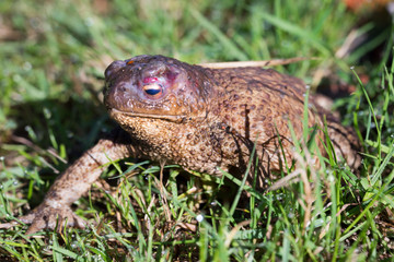 Close up view of the toad