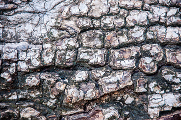 texture of bark wood