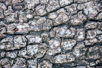 texture of bark wood