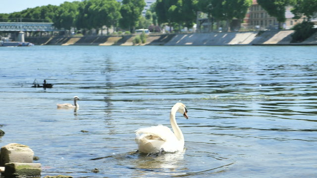 Mute swan goes into a seine river for swimming with family of swans