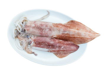 Fresh Squid