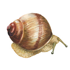 Watercolor snail - 89226110