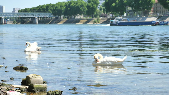 Family of swans cleaning and shaking themselves near the edge of the Seine river
