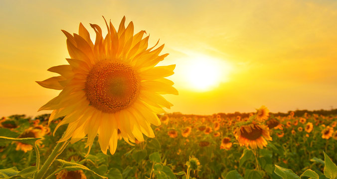 Fototapeta Sunny sunflower