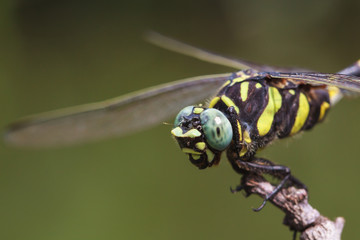 Clubtail © beerphotographer