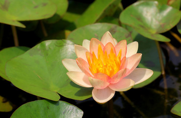 Water Lily in full bloom.
