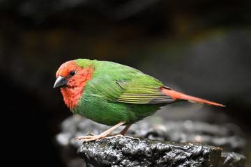 Red-throated parrotfinch (Erythrura psittacea)