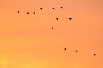 Cigüeñuelas al atardecer