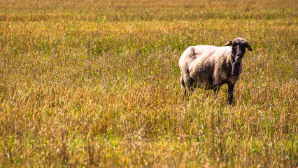 sheep crowd in farm