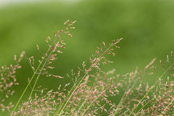 summer grass closeup