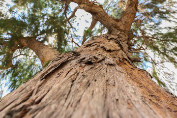 Close up trunk of pine Tree, bark texture
