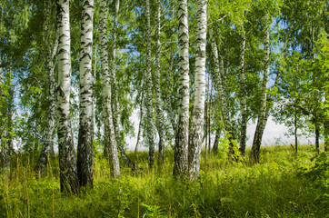 Fototapeta na wymiar Birch grove in the summer