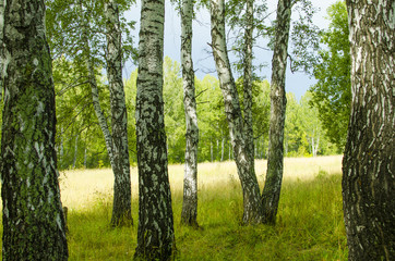 Birches