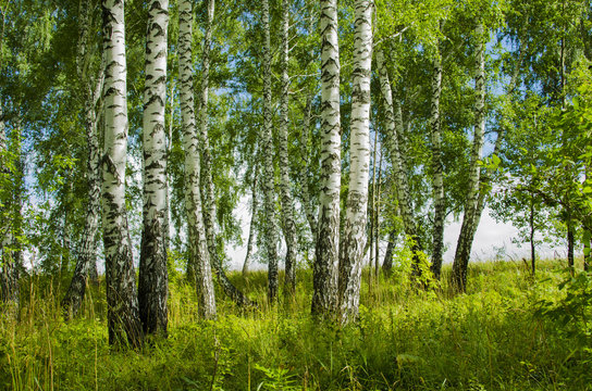 Fototapeta Birch grove in the summer