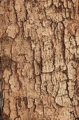 Tree bark texture,abstract background and texture