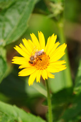 Gelbe Blume mit Honigbiene im Sonnenlicht