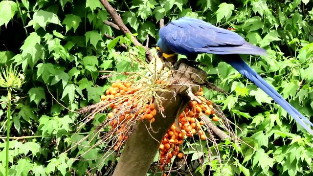 Guacamayo Jacinto (Anodorhynchus hyacinthinus) en la reserva zoologica. Argentina..