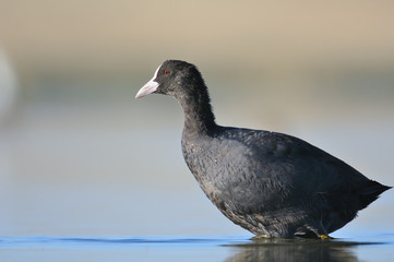Coot walking at shallow water in the morning