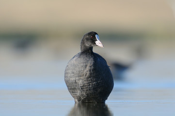 Coot standing at the shallow water in the morning