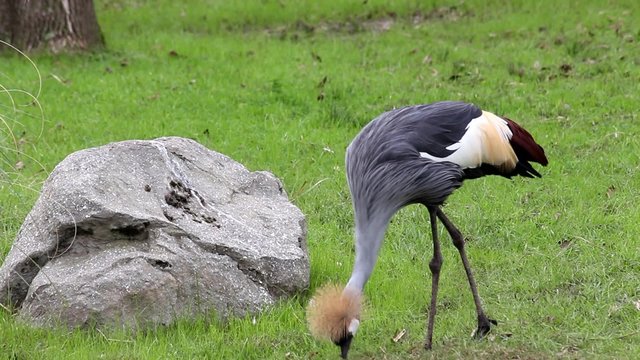 Grullas coronadas cuelligr&iacute;s se alimentan en el parque del zoo. Argentina