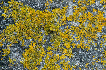 Wall with moisture and fungi