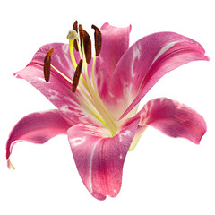 Pink lily flower head